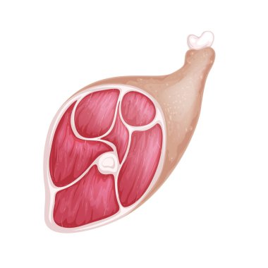 Çiğ domuz budu, vektör çizimi. Beyaz bir arkaplanda izole edilmiş