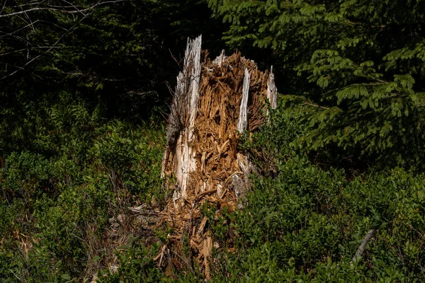 Árvore Quebrada Meio Folhas Verdes Plantas Tempestade Quebrou Árvore Floresta — Fotografia de Stock