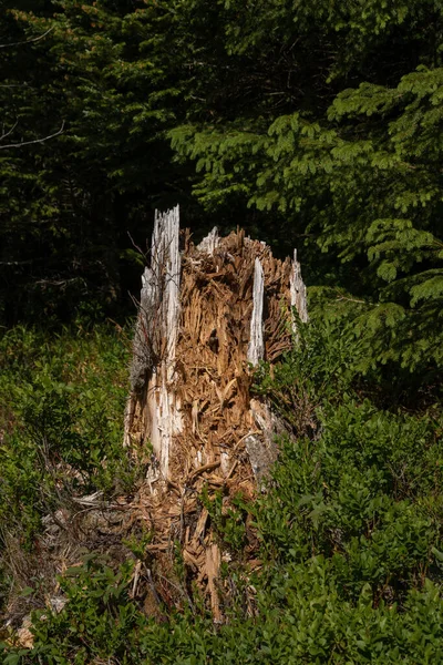 Broken tree in the middle of green leafs and plants. Storm has broken the tree in the Black Forest