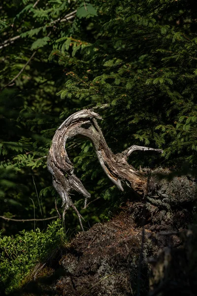 Broken Tree Middle Green Leafs Plants Storm Has Broken Tree — Stock Photo, Image