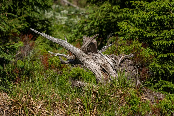Broken Tree Middle Green Leafs Plants Storm Has Broken Tree — Stock Photo, Image