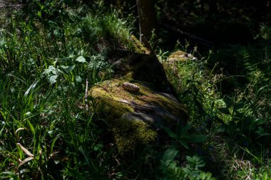 Yeşil yaprakların ve bitkilerin ortasındaki kırık ağaç. Fırtına Kara Orman 'daki ağacı kırdı.