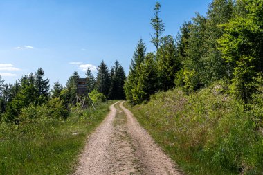 Ormanda bir av körüne giden yol. Kara Orman 'ın ortasında