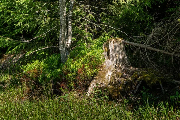 Broken Tree Middle Green Leafs Plants Storm Has Broken Tree — Stock Photo, Image