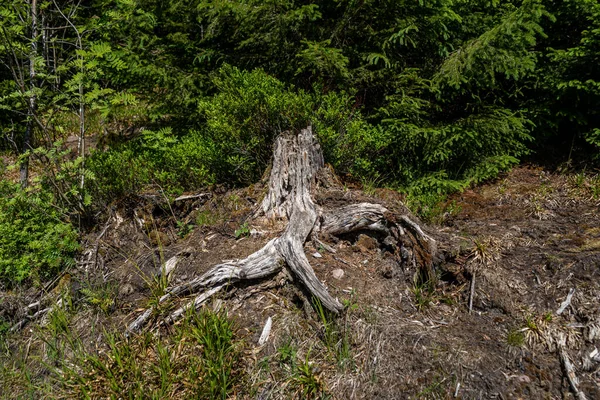 Broken tree in the middle of green leafs and plants. Storm has broken the tree in the Black Forest