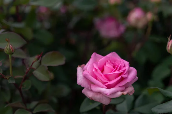Primer Plano Una Rosa Primavera Flor Rosa Púrpura Rosa Blanco — Foto de Stock