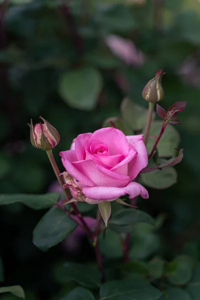 Primer Plano Una Rosa Primavera Flor Rosa Púrpura Rosa Blanco — Foto de Stock