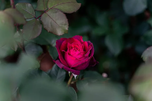 장미의 보라색 분홍색 — 스톡 사진