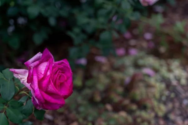 Nahaufnahme Einer Rose Frühling Rosenblüte Lila Rosa Weiß Grün — Stockfoto