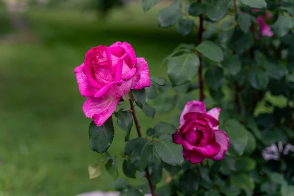 장미의 보라색 분홍색 — 스톡 사진