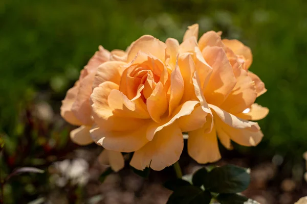 Schöne Rose Und Natürliches Grünes Blatt Garten Nahaufnahme Einer Besonderen — Stockfoto