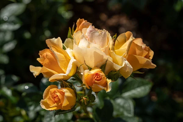 Piękna Róża Naturalny Zielony Liść Ogrodzie Zbliżenie Specjalnego Kwiatu Róży — Zdjęcie stockowe
