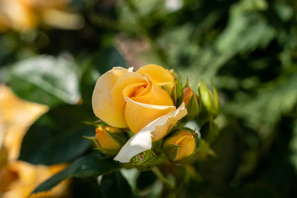 Schöne Rose Und Natürliches Grünes Blatt Garten Nahaufnahme Einer Besonderen — Stockfoto