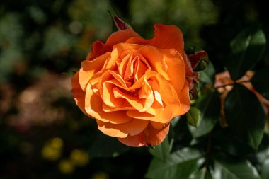 Bahçedeki güzel gül ve doğal yeşil yaprak. İlkbaharda açan özel bir gülün yakın çekimi, gül çiçeği, kırmızı, yeşil