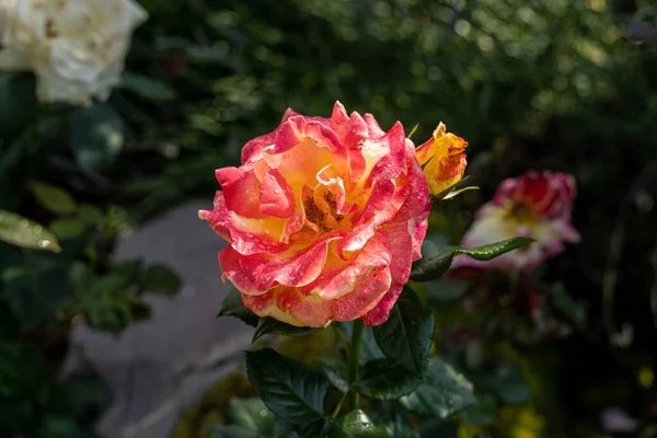 Piękna Róża Naturalny Zielony Liść Ogrodzie Zbliżenie Specjalnego Kwiatu Róży — Zdjęcie stockowe
