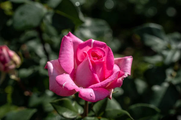 Hermosa Rosa Hoja Verde Natural Jardín Primer Plano Una Flor — Foto de Stock