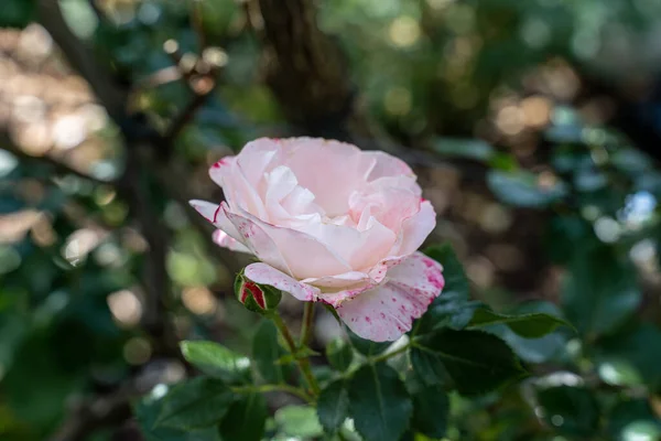 아름다운 장미와 정원의 장미의 클로즈업 — 스톡 사진