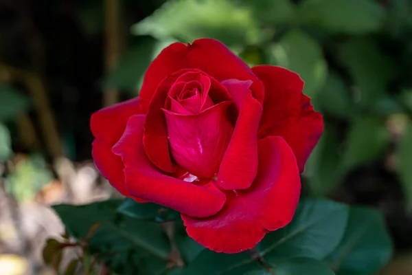 Hermosa Rosa Hoja Verde Natural Jardín Primer Plano Una Flor — Foto de Stock