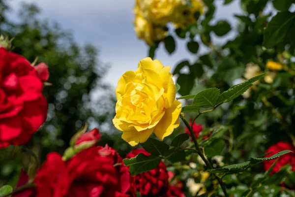 Belle Rose Feuille Verte Naturelle Dans Jardin Gros Plan Une — Photo