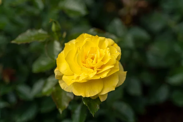 Schöne Rose Und Natürliches Grünes Blatt Garten Nahaufnahme Einer Besonderen — Stockfoto