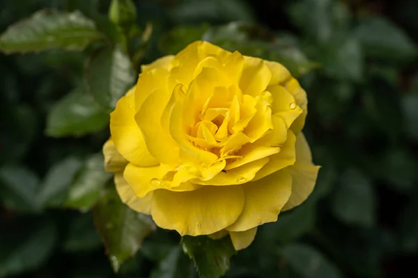 Schöne Rose Und Natürliches Grünes Blatt Garten Nahaufnahme Einer Besonderen — Stockfoto