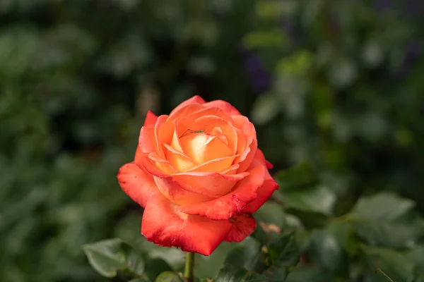 Schöne Rose Und Natürliches Grünes Blatt Garten Nahaufnahme Einer Besonderen — Stockfoto