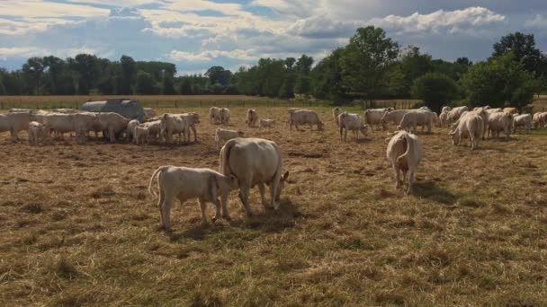 Troupeau Vaches Taureaux Veaux Paissent Sur Champ Avec Paille Jaune — Video