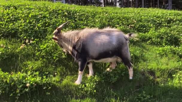 Beautiful Capricorn Eating Grass Field Sunset Hillside Black Forest Germany — Stock Video