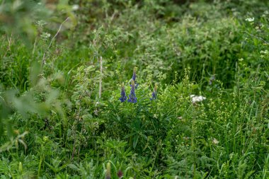 Almanya 'da, Kara Orman' daki bir tarlada diğer yabani çiçeklerle otlar arasındaki olağanüstü mavi lupin.