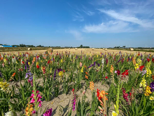 A colorful flower field with a corn field full of hay bales and a wind park with many wind wheels in the background