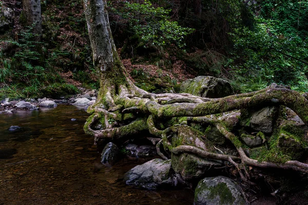 Almanya 'nın Kara Orman bölgesindeki Ravenna Vadisi' ndeki su deresinin hemen yanında duran ilginç kök formasyonuna sahip bir ağaç.