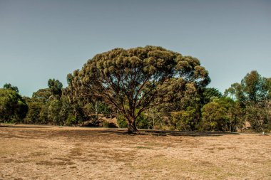 Parktaki yeşil ağaçlar 
