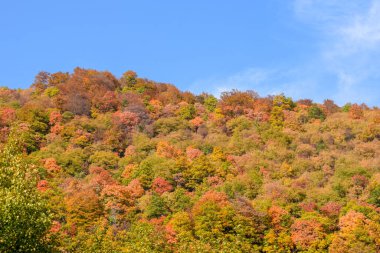 Sonbahar boyunca çevredeki tepelere ve dağlara bak, anne.