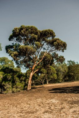 Parktaki yeşil ağaçlar 