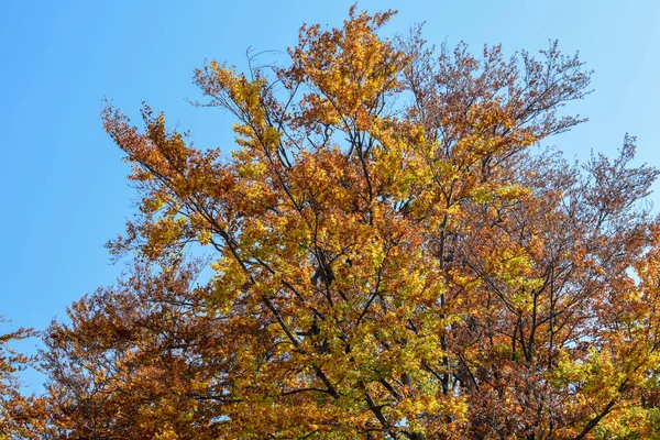 가을에는 과산을 구경한다 — 스톡 사진