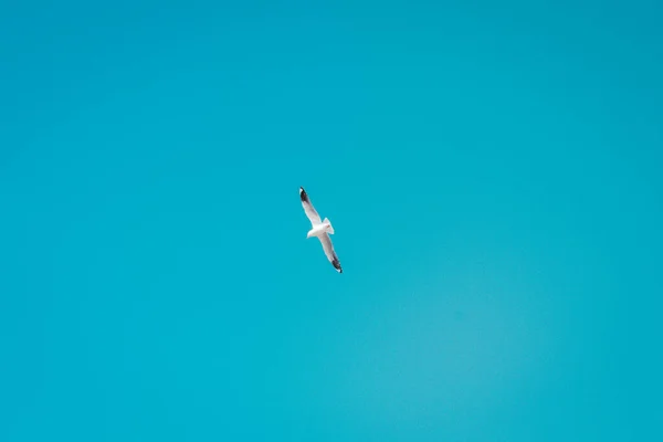 Gabbiano Che Vola Nel Cielo — Foto Stock