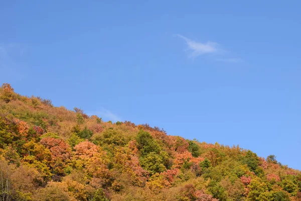 Árboles Otoño Parque —  Fotos de Stock