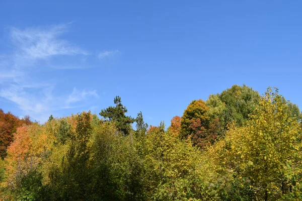 Árboles Otoño Parque —  Fotos de Stock