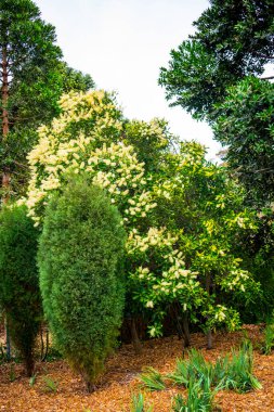 Parktaki yeşil ağaçlar 