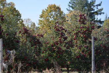 Parktaki yeşil ağaçlar 