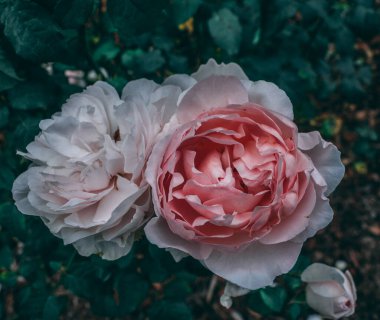 Geelong Avustralya 'daki Botanik Bahçesinde Güzel Çiçekler