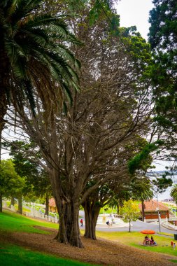 Parktaki yeşil ağaçlar 