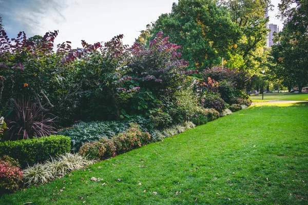 Krásné Květiny Botanické Zahradě Geelong Australia — Stock fotografie