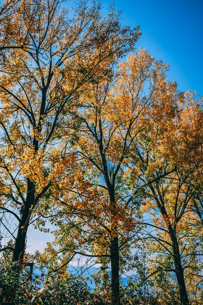 Árboles Otoño Parque —  Fotos de Stock