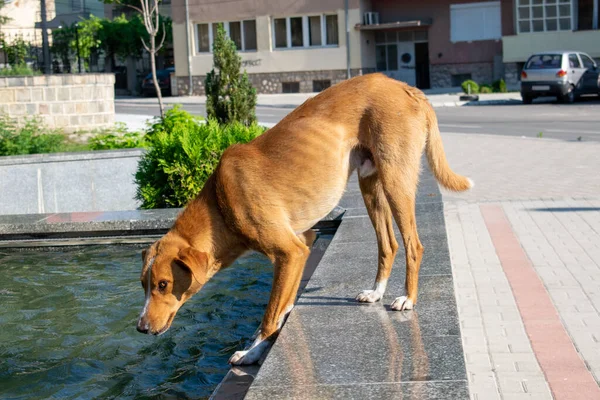 Red Dog Street City — Stock Photo, Image