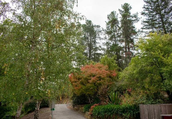 Arbres Automne Dans Parc — Photo