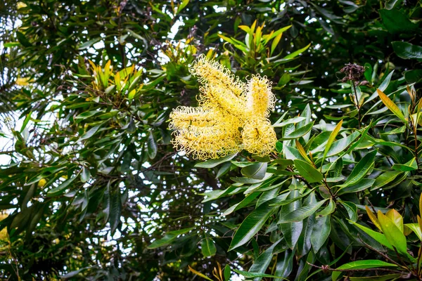 Yellow Flowers Tree — Stock Photo, Image
