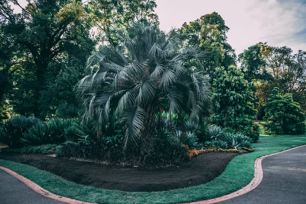 Plantes Vertes Dans Parc — Photo