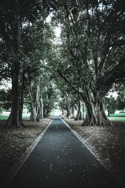Uma Estrada Sinuosa Através Das Árvores — Fotografia de Stock