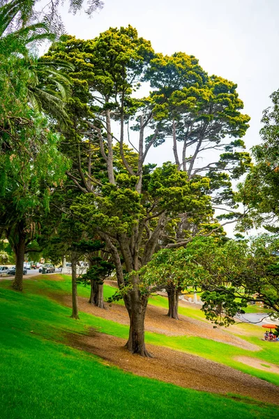 Árboles Verdes Parque — Foto de Stock